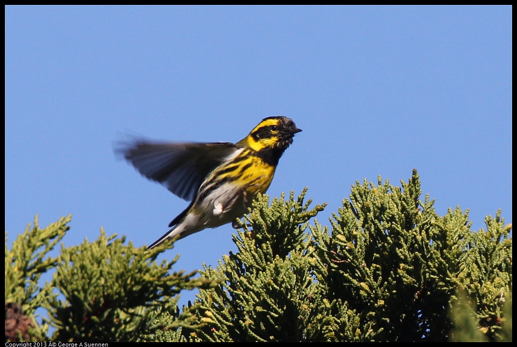 0226-095018-01.jpg - Townsend's Warbler