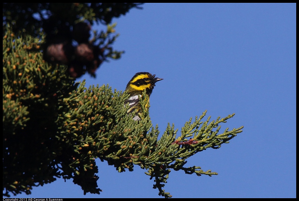 0226-095104-01.jpg - Townsend's Warbler