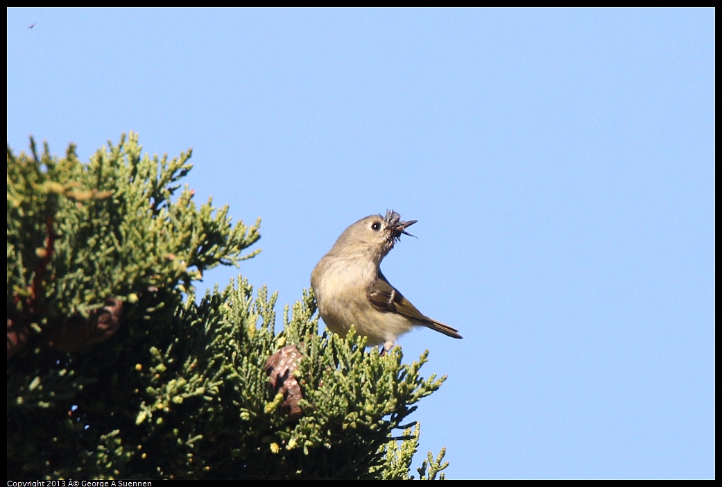 0226-095205-01.jpg - Ruby-crowned Kinglet