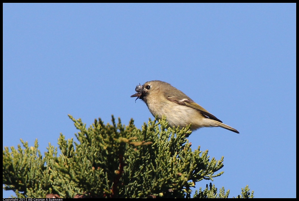 0226-095206-03.jpg - Ruby-crowned Kinglet