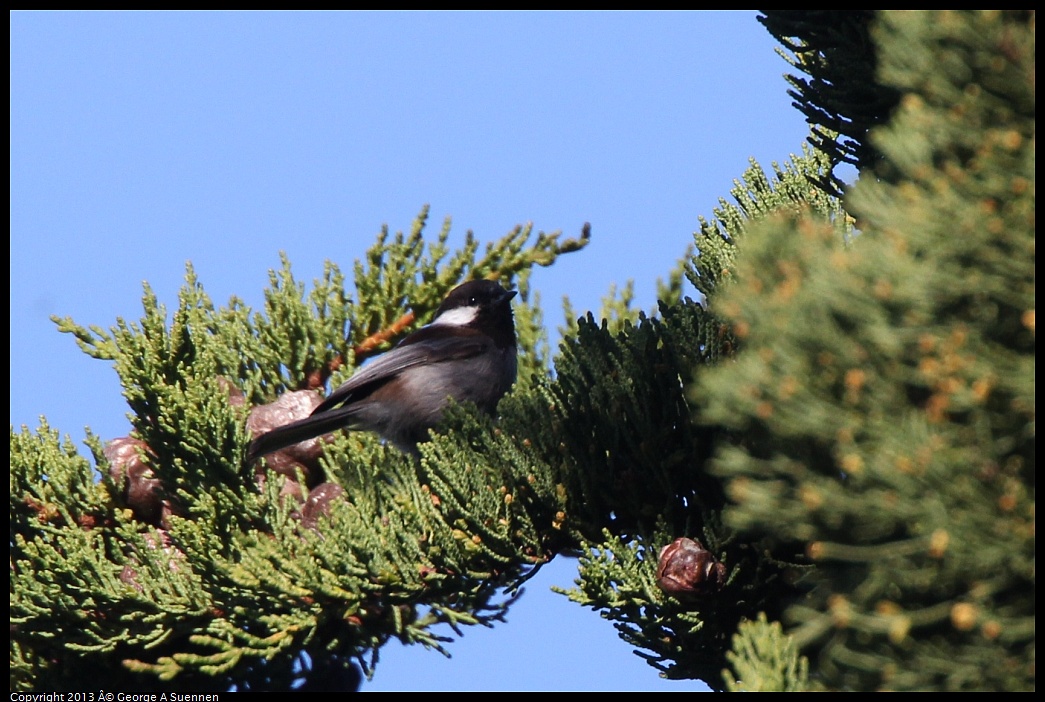 0226-095232-01.jpg - Chestnut-backed Chickadee