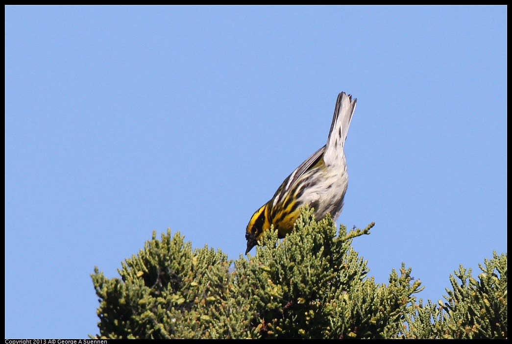 0226-095250-02.jpg - Townsend's Warbler