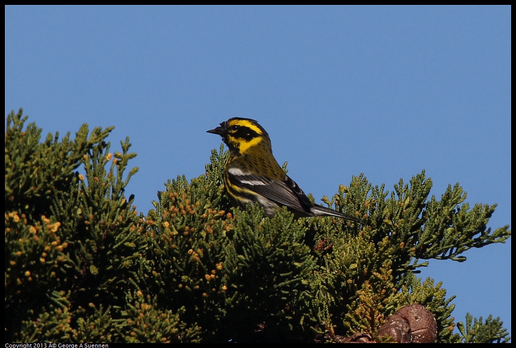 0226-095344-02.jpg - Townsend's Warbler