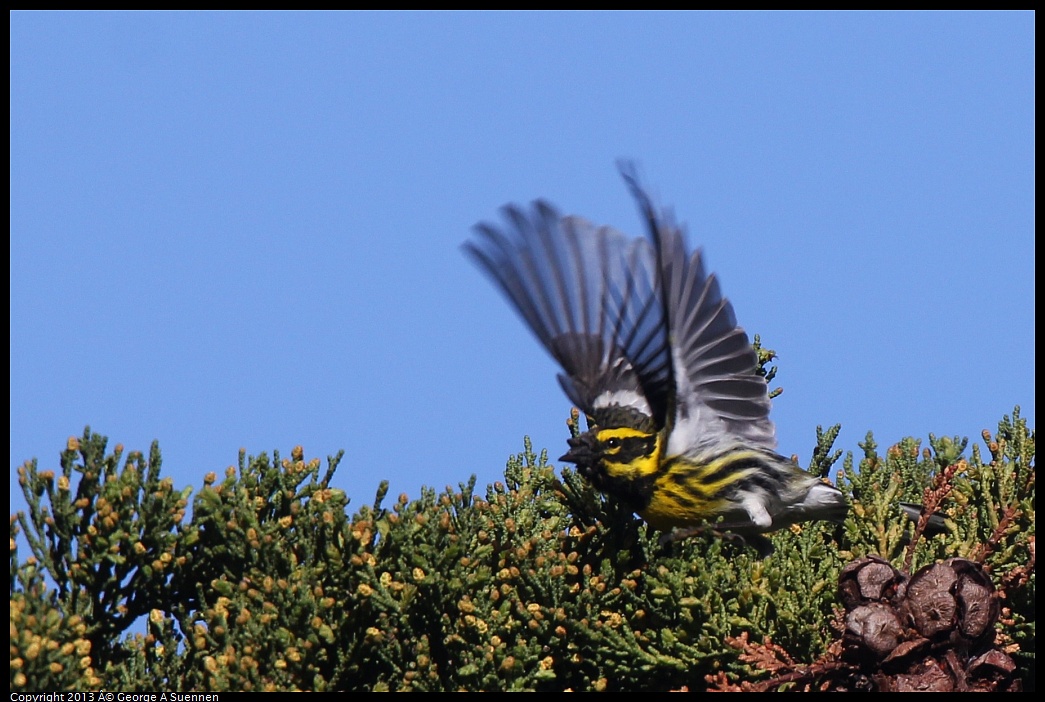 0226-095359-01.jpg - Townsend's Warbler