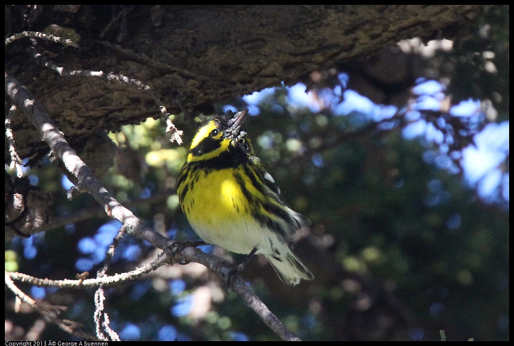 0226-095509-01.jpg - Townsend's Warbler