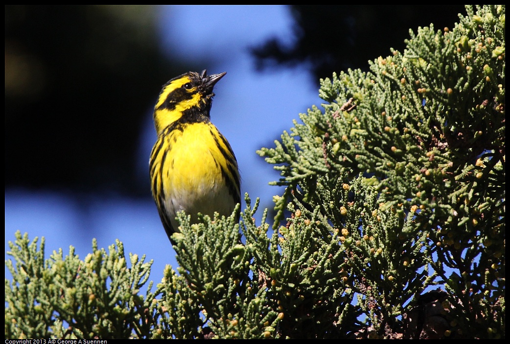 0226-095513-02.jpg - Townsend's Warbler