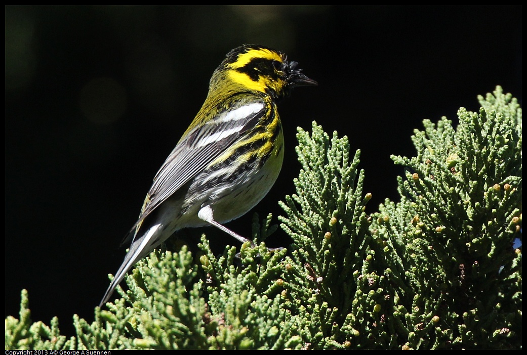 0226-095515-03.jpg - Townsend's Warbler