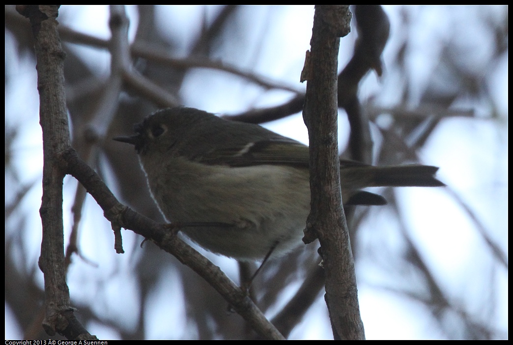 0226-095738-05.jpg - Ruby-crowned Kinglet