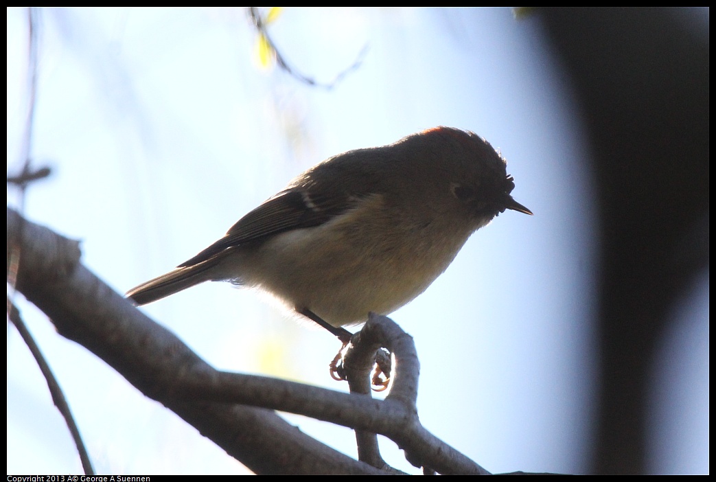 0226-095745-03.jpg - Ruby-crowned Kinglet