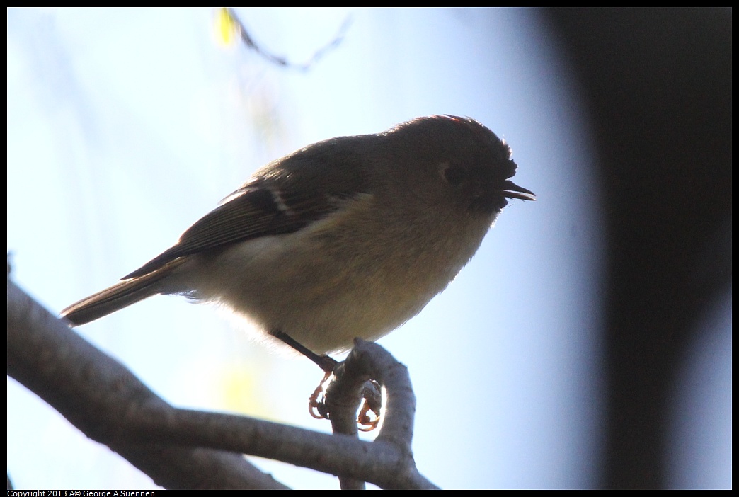 0226-095746-03.jpg - Ruby-crowned Kinglet