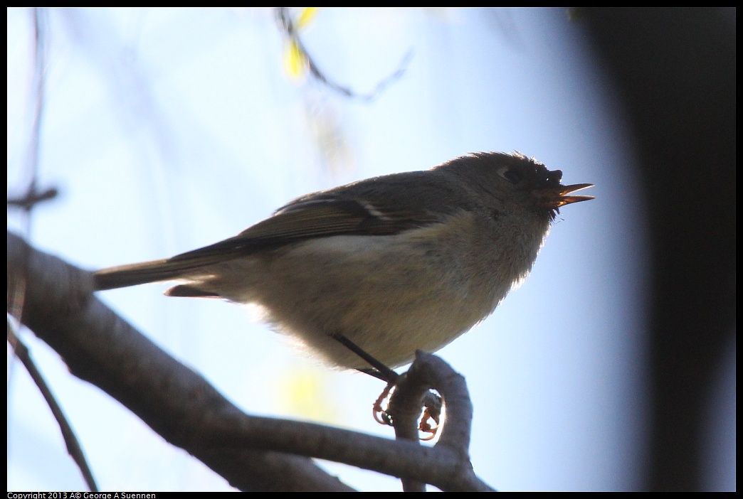 0226-095747-03.jpg - Ruby-crowned Kinglet