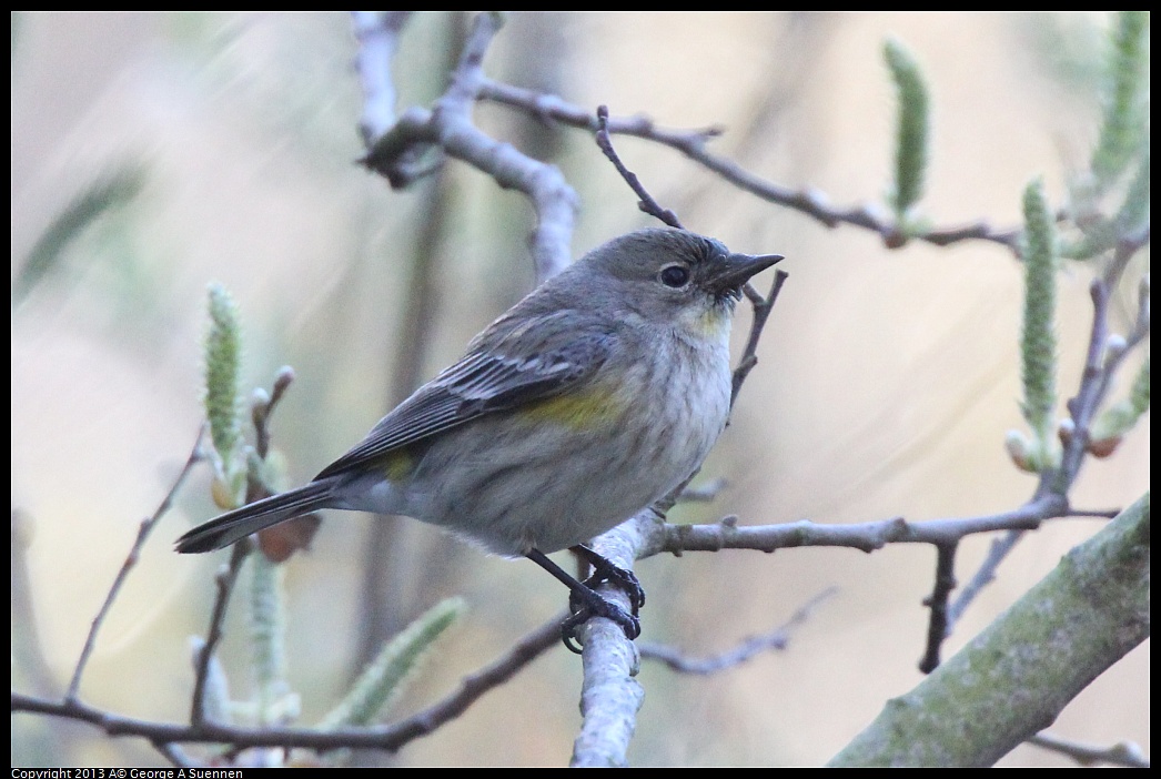 0226-095830-01.jpg - Yellow-rumped Warbler