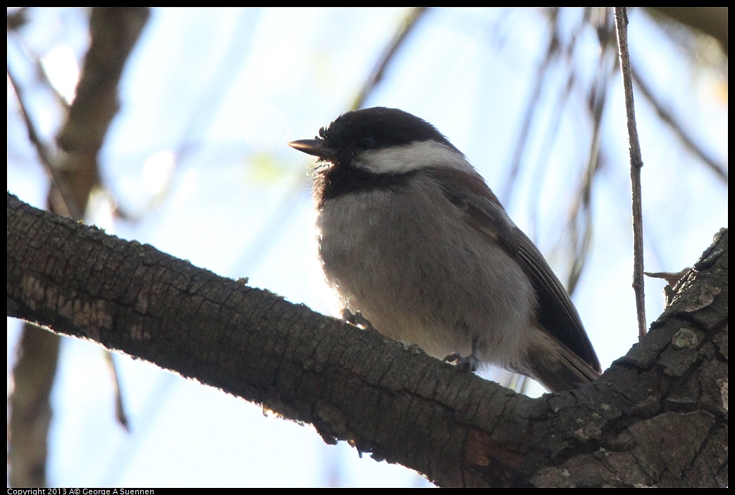 0226-095942-02.jpg - Chestnut-backed Chickadee