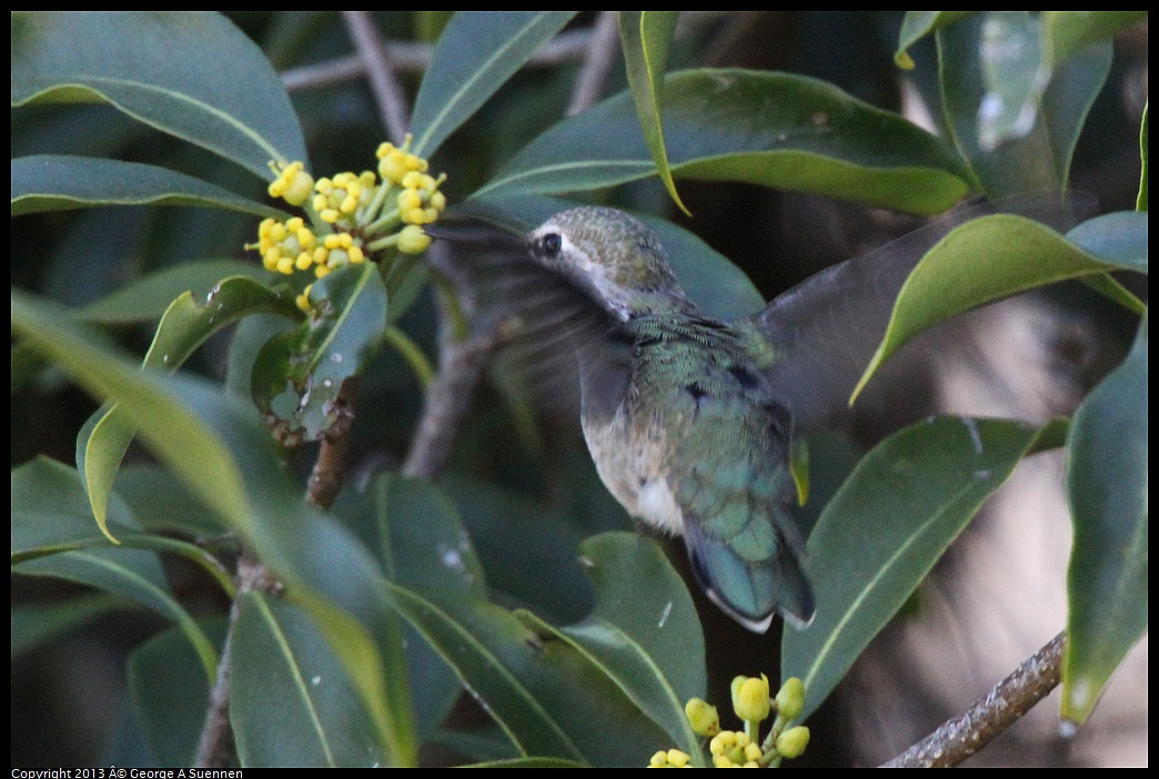 0226-100521-01.jpg - Anna's Hummingbird