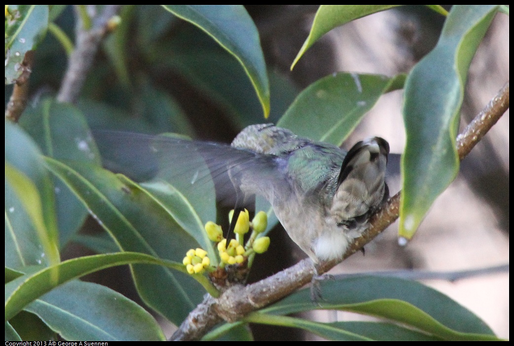 0226-100522-03.jpg - Anna's Hummingbird