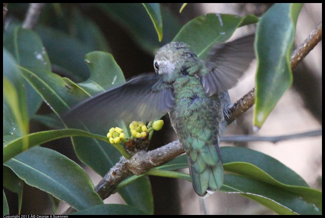 0226-100523-04.jpg - Anna's Hummingbird