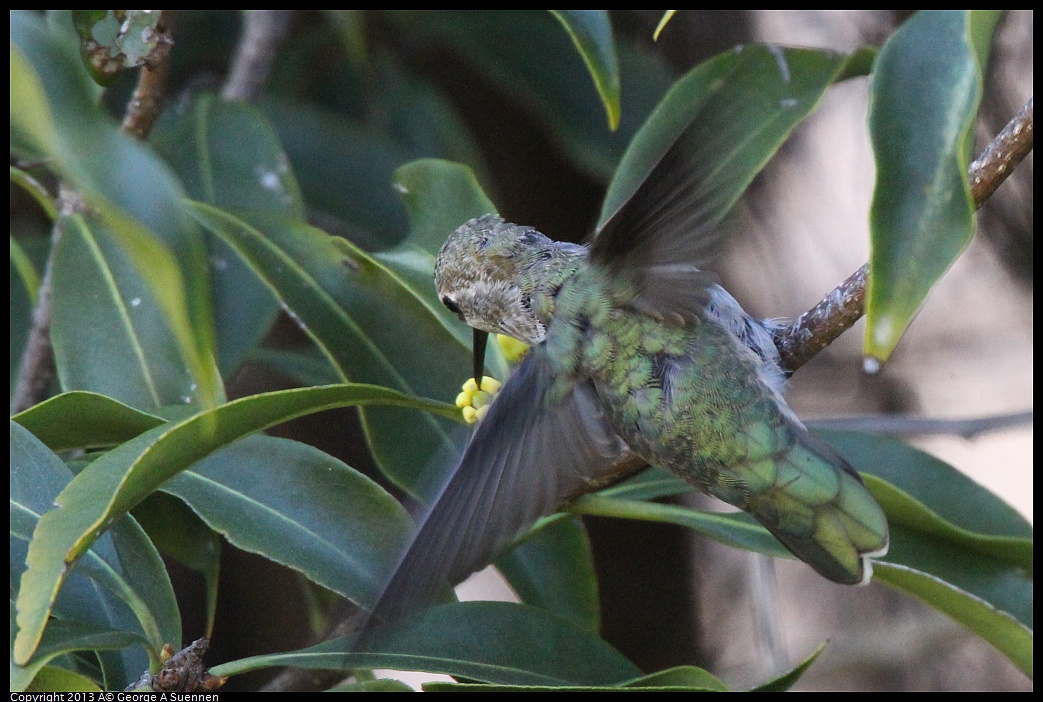 0226-100526-02.jpg - Anna's Hummingbird