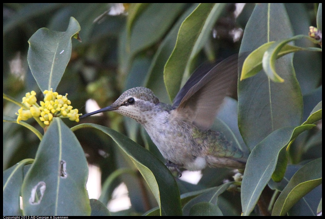 0226-100542-04.jpg - Anna's Hummingbird