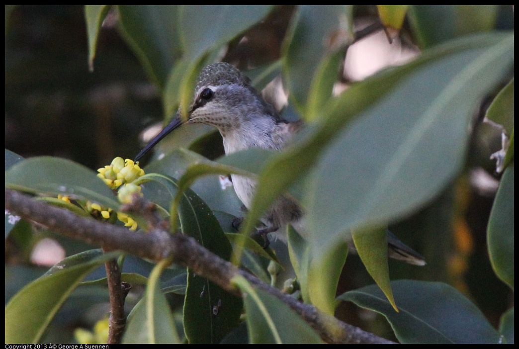 0226-100556-01.jpg - Anna's Hummingbird