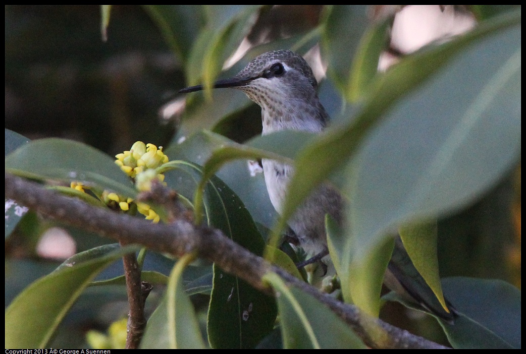 0226-100556-03.jpg - Anna's Hummingbird