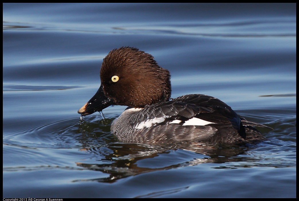 0226-101206-01.jpg - Common Goldeneye