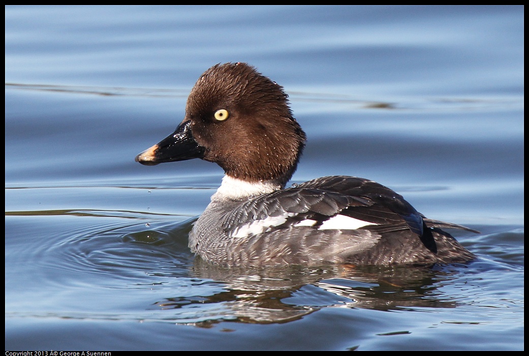 0226-101207-03.jpg - Common Goldeneye