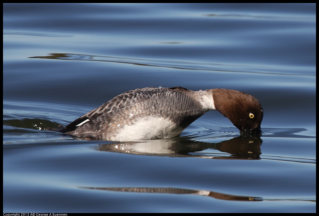 0226-101232-03.jpg - Common Goldeneye