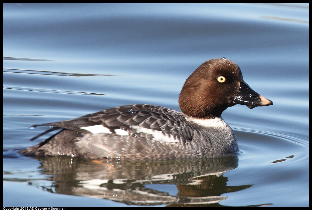 0226-101315-02.jpg - Common Goldeneye