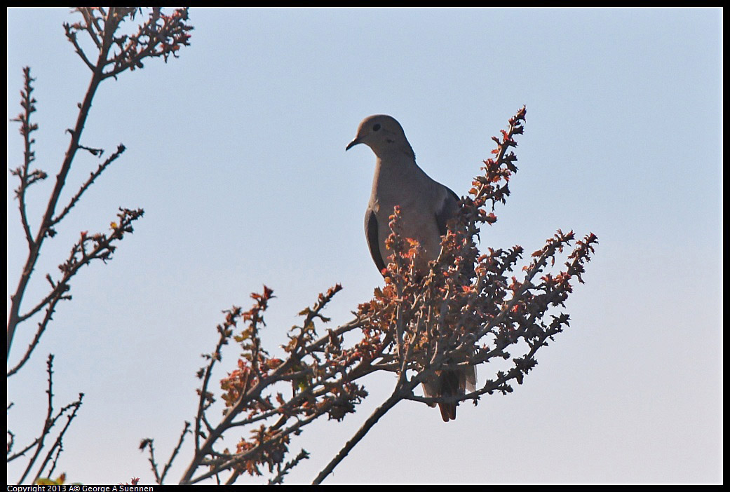 0226-101459-02.jpg - Mourning Dove