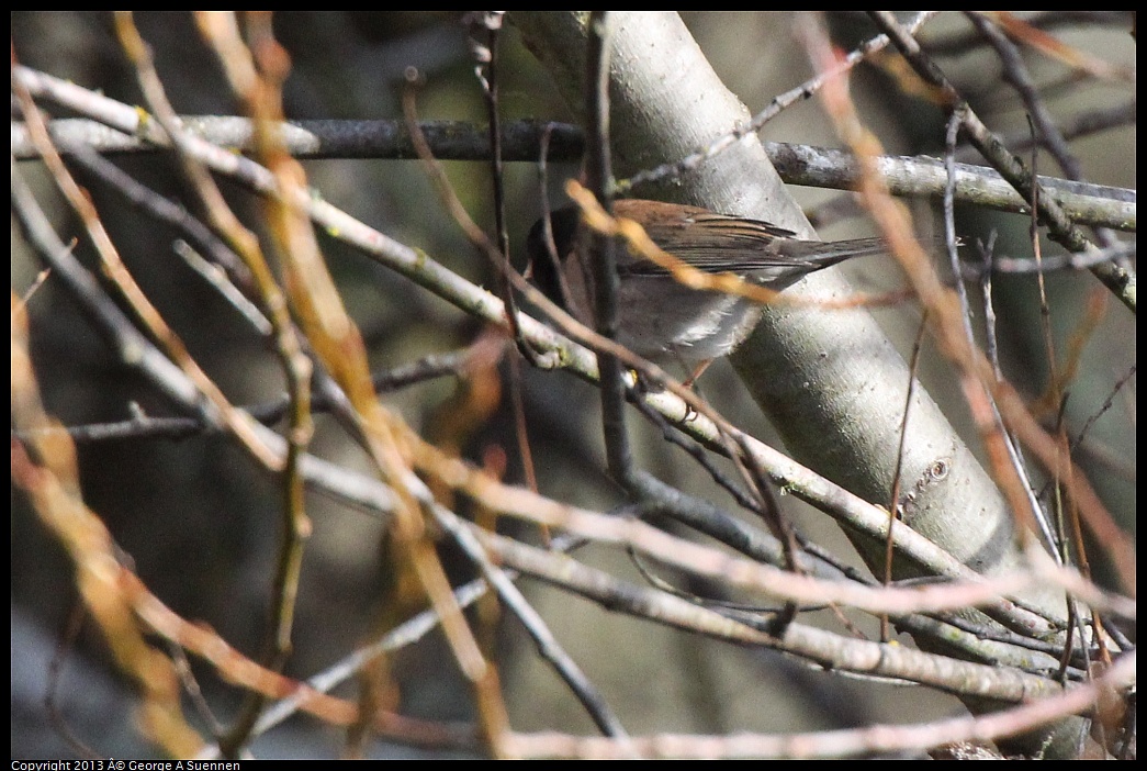 0227-091207-01.jpg - Dark-eyed Junco