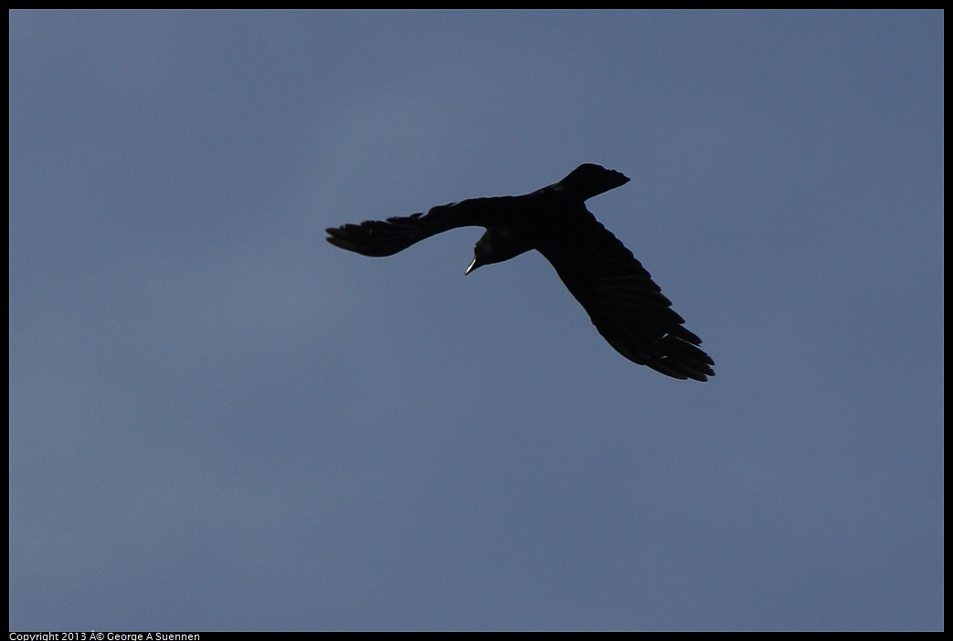 0227-091444-03.jpg - American Crow