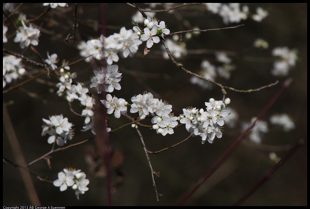 0227-091522-01.jpg - Blossoms