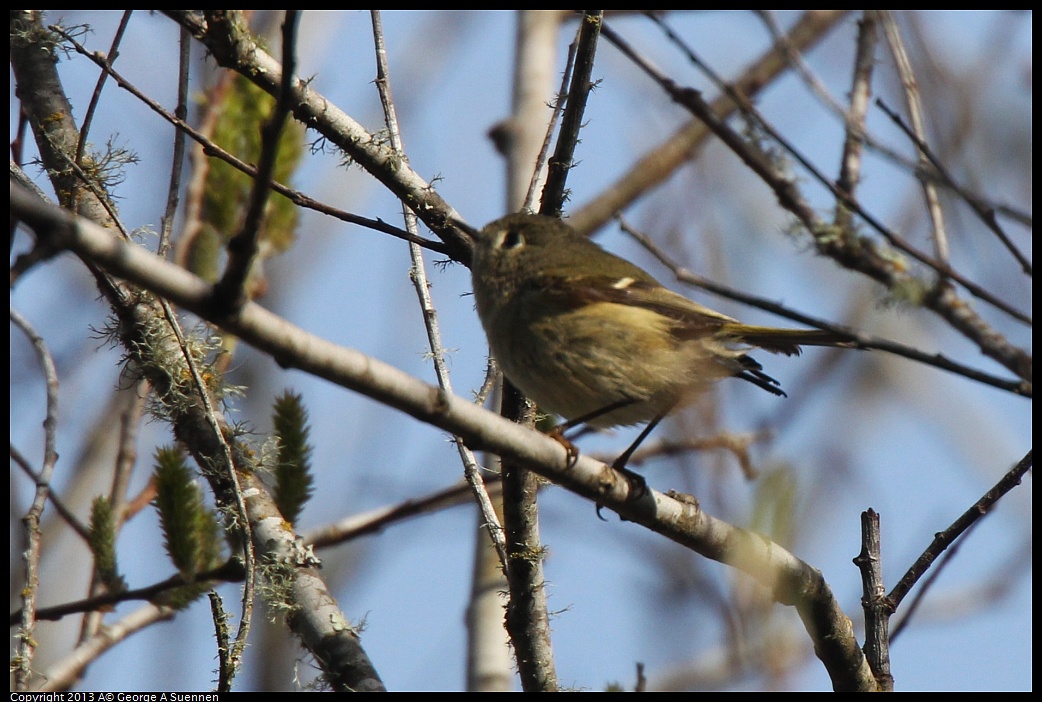 0227-093252-04.jpg - Ruby-crowned Kinglet