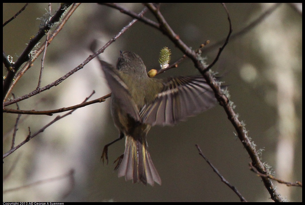 0227-093320-01.jpg - Ruby-crowned Kinglet