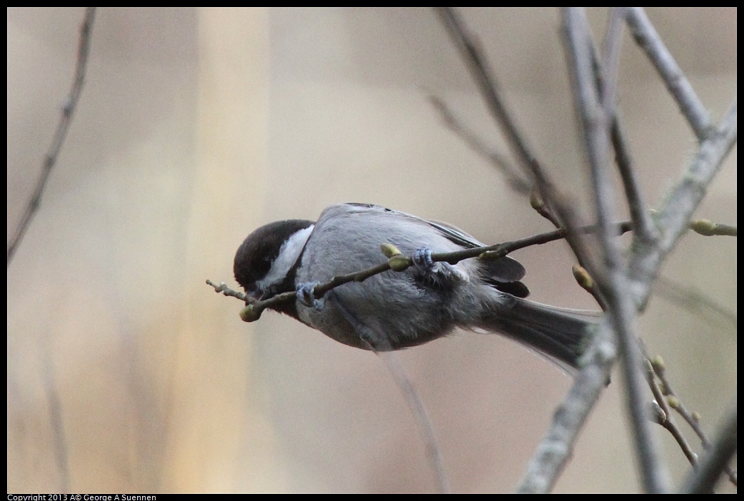 0227-094203-01.jpg - Chestnut-backed Chickadee