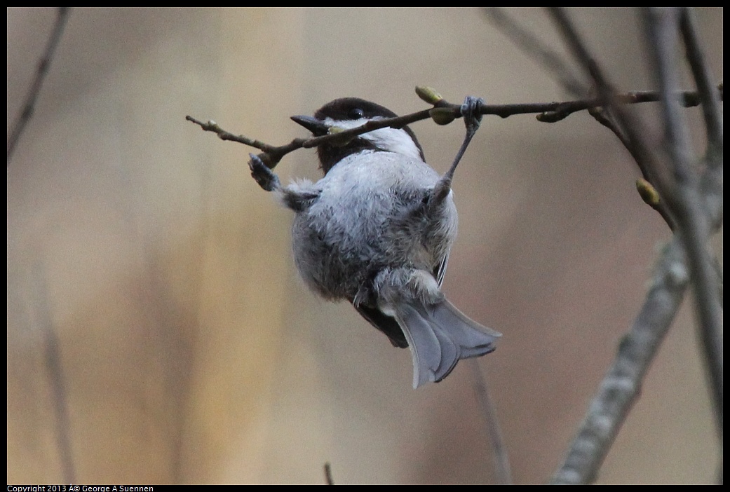 0227-094208-03.jpg - Chestnut-backed Chickadee