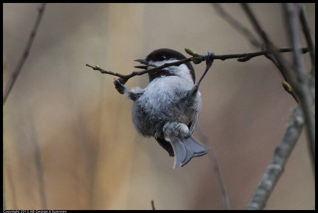 0227-094208-05.jpg - Chestnut-backed Chickadee