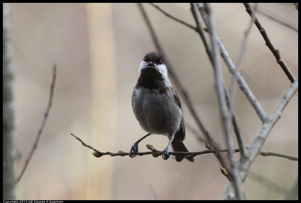 0227-094212-01.jpg - Chestnut-backed Chickadee