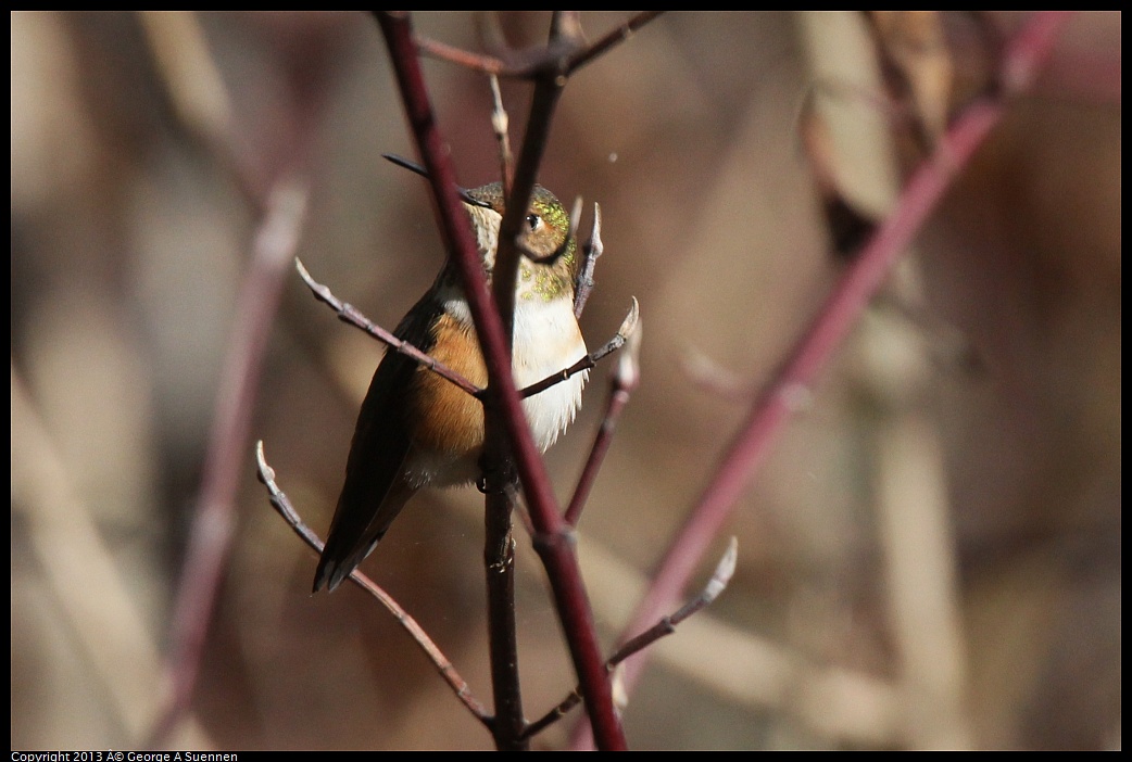 0227-094920-01.jpg - Allen's Hummingbird