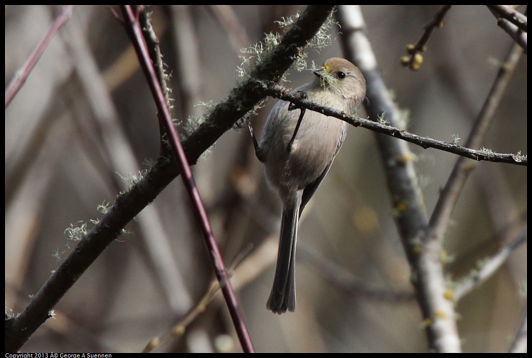 0227-094941-02.jpg - Bushtit