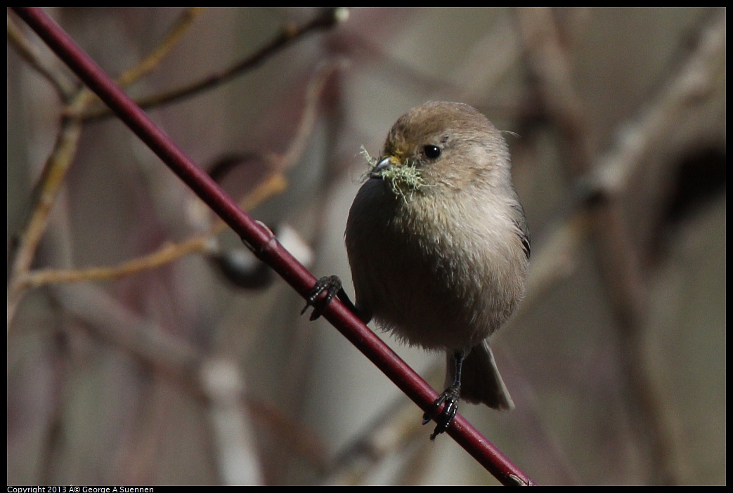 0227-095001-04.jpg - Bushtit