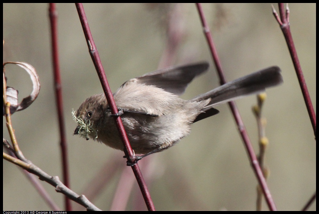 0227-095008-05.jpg - Bushtit