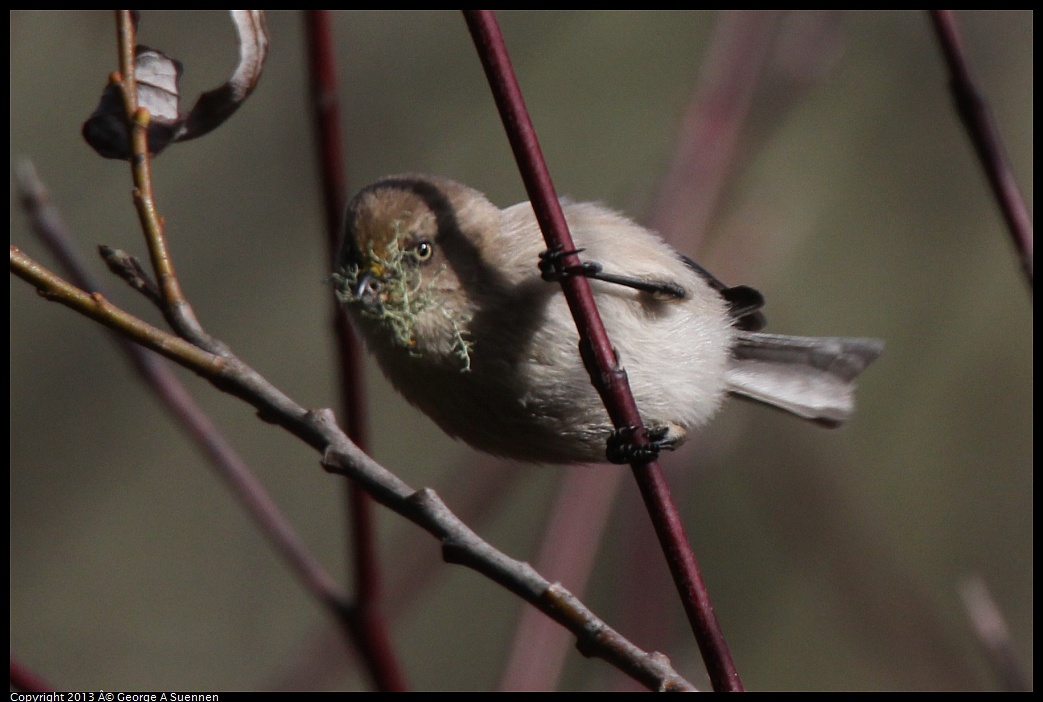 0227-095009-04.jpg - Bushtit