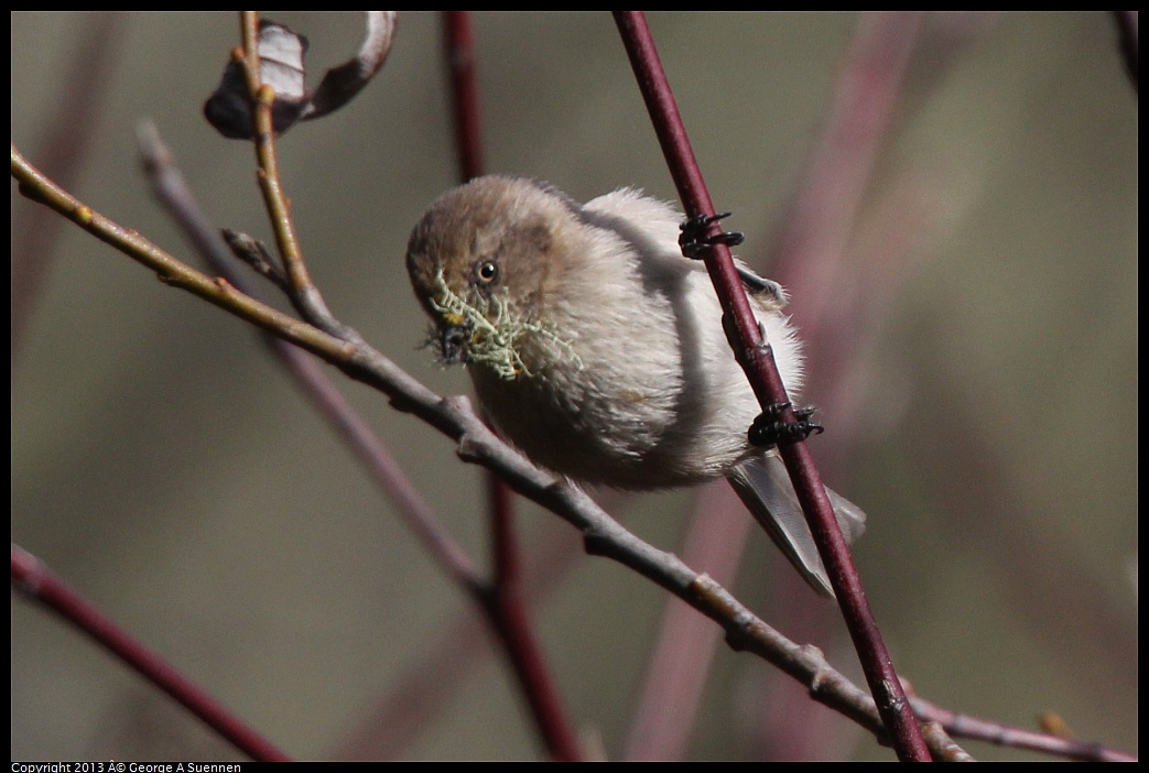 0227-095009-06.jpg - Bushtit