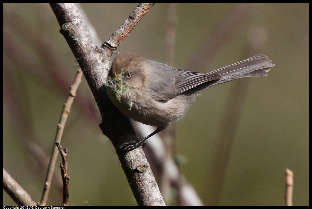 0227-095014-04.jpg - Bushtit