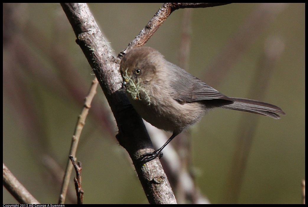 0227-095016-01.jpg - Bushtit