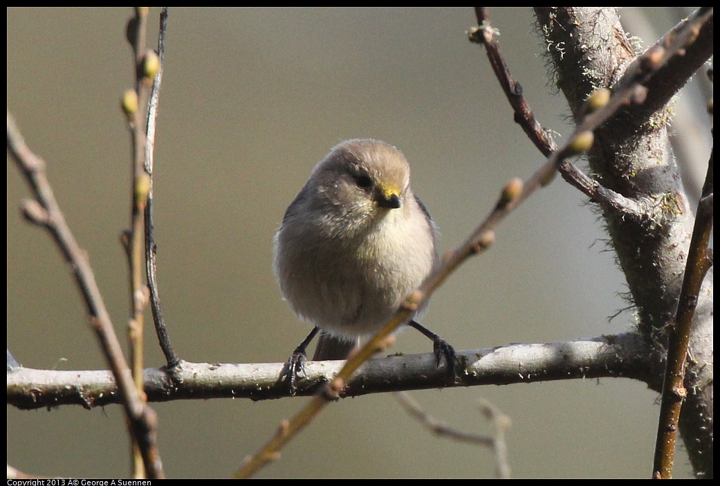 0227-095122-01.jpg - Bushtit