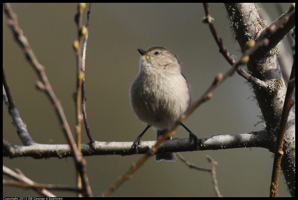 0227-095122-03.jpg - Bushtit