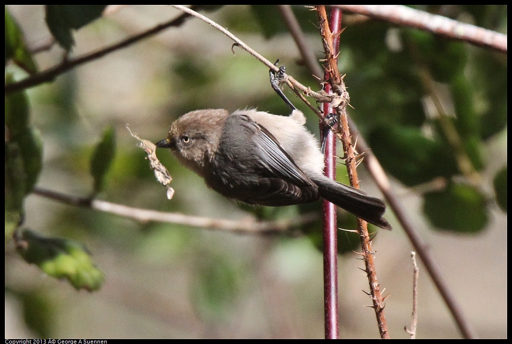 0227-095324-01.jpg - Bushtit