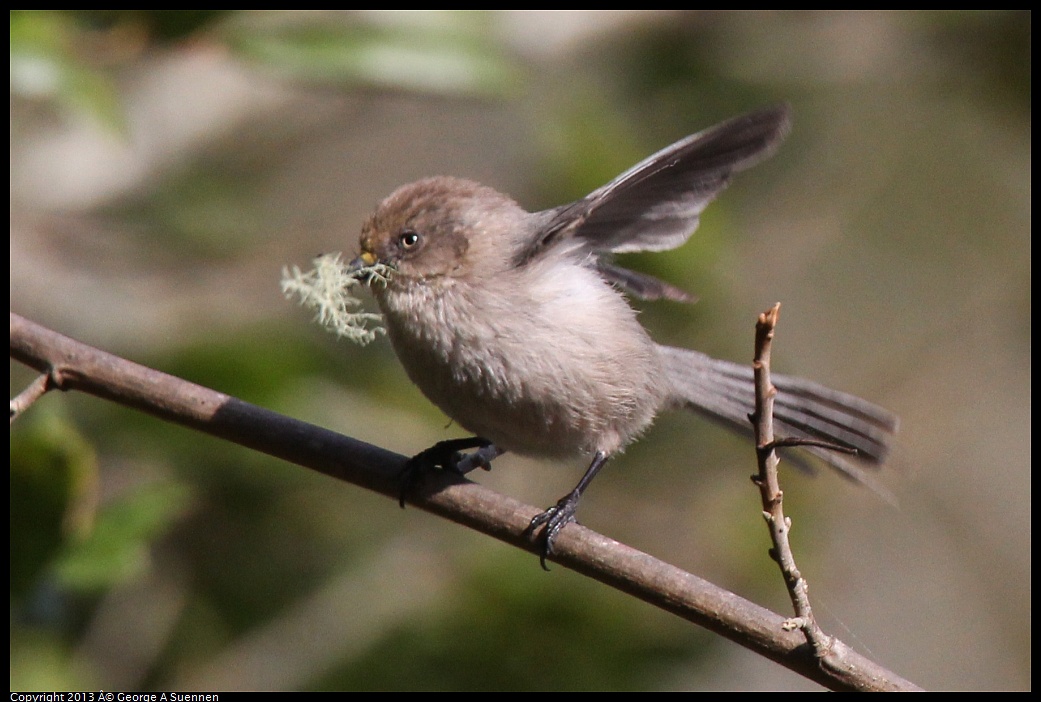 0227-095423-04.jpg - Bushtit